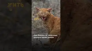 Котиков спасли из полыхающего дома @shortszoozhit  #спасение #животные #питомцы #пожар #котики