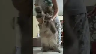 Трясём мехами
