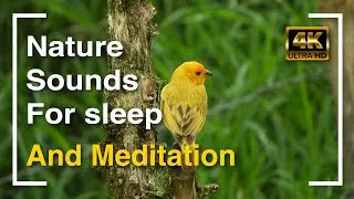 4K UHD Sounds of Nature for Sleep and Meditation