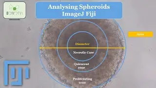 How to Analyze Cell Culture Spheroids: A Step-by-Step Guide