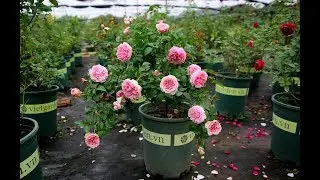 Hoa hồng ngoại Miranda rose | Top 5 giống hoa cưới đẹp nhất của David Austin