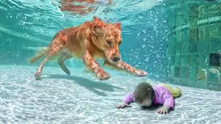 Pets That Stood Up For Their Owners! [Pets Save Their Owners]