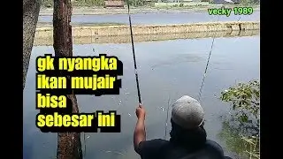 mancing ikan mujair monster. tarikannya luar biasa😲😲😲