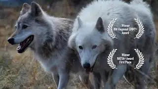 WOLVES IN WASHINGTON