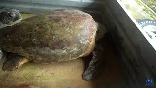 The Difference Between a Loggerhead and Green Sea Turtle