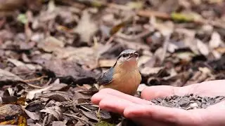 Handfeeding a picky great tit and a hoarder nuthatch