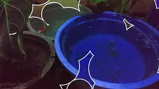 inspirasi kolam ikan ekonomis dan praktis || RELAXING AUDIO VISUAL #12 WATER SOUNDS