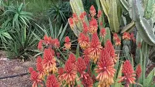 Flower Meditation