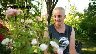 ГарденКлад. Gardenklad. «ПЛЕТИСТЫЕ РОЗЫ. ВЫБОР СОРТА В ЗАВИСИМОСТИ ОТ СИЛЫ РОСТА»