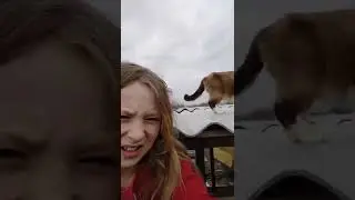 крошка на крыше 😫😢