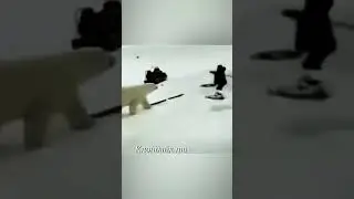 Два медведя против человека.