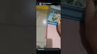 periquito teimoso