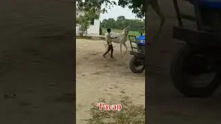 Pavan Horse ne Dance Kiya 😱 || 😳 || Horse Shorts Video || 