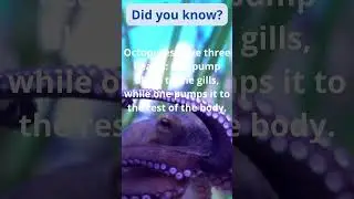 Octopus facts