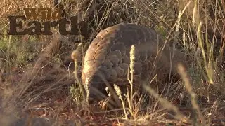 It's a Pangolin!