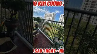 Đâu là động lực để @BonsaiCHANNEL Bước Tiếp