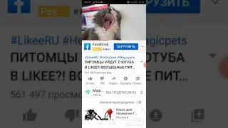 Magic Pets питомцы уходит в лайк