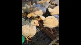 У нас в Хозяйстве ПОПОЛНЕНИЕ!!! 🐣🐤Содержание КУР В Зимний период !!🐓🐔