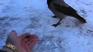 Ворона ест мясо с руки