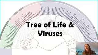 Virus Morphology