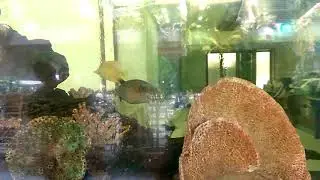 Amazing fish aquarium in village