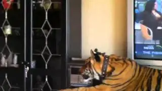 Panjo the tiger