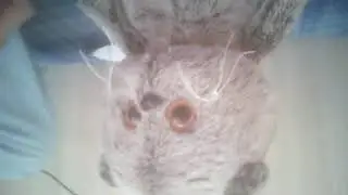жизнь пушистых детеи *3часть*+ распоковка