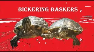 The Bickering Baskers