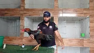 Secret after closing chickens 7 months and older