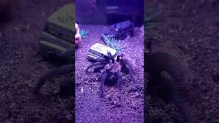 #brachypelma  #tarantula #shorts