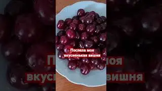 #вишня #лето #сад #природа #краснодар #жизнь #