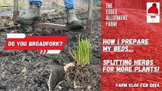 HOW I PREPARE MY BEDS FOR PLANTING - Splitting and planting herbs.