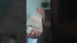 бедана зор экан