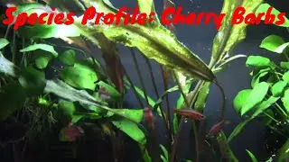 Species profile: Cherry barb