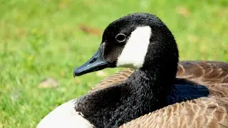 Canada goose
