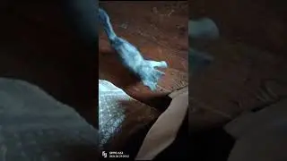 Michiko.ru | Котенок Мурочка ищет дом. Отдаем бесплатно. Кошки в дар в добрые руки.