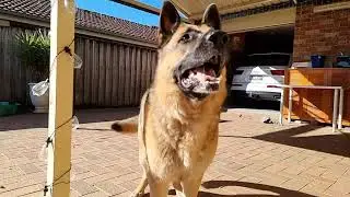 German Shepherd with S-21, Ultra.  Amazing Slow Mo.