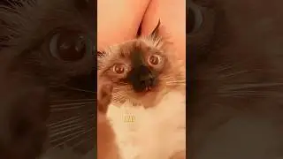 Betond my control.  #cat #cats #meow #capcut # #funny #facts #myhappiness #shorts