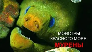 Опасные животные красного моря: Мурена.