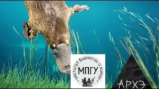Выпуск 9. Утконос. Рубрика 