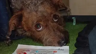Dog Treats that will make your dog go crazy 🤭🤭🤭