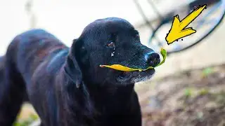 A stray dog ​​brings a leaf to the store every day. The owner turns pale when he finds out why...