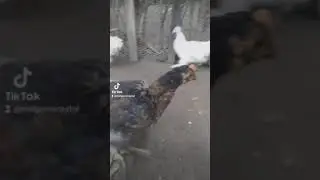 Galinhas engraçadas parte 2