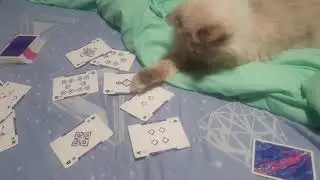 Кошка карточный шулер