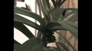 РЕО  REO