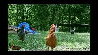 Trail Cam BackYard Chickens June 7, 2023 #freerangechickens #SDSG #michigan #backyardchickens