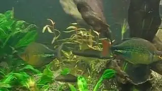 Emerald Rainbows v1.wmv