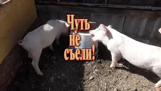 Удивительный сюрприз от маленьких поросят: Мы узнаем, что происходит!