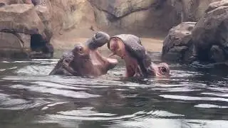 Fiona the Hippo & Bibi