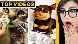 TikToks That Will Make You Say 'NO WAY!' | SSSniperWolf